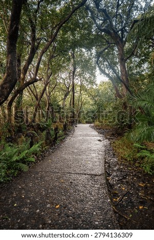 A damp stone path winds through a tunnel of tall trees and ferns near Victoria Falls in Zimbabwe. Morning light filters through wet leaves, hinting at a nearby waterfall.