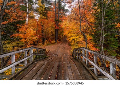The dampness after a rainfall enhances an autumn scene - Shutterstock ID 1575358945