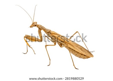 Damsel Bug Slender Light Brown Predatory Body Wit Isolated On White Background