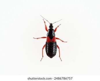 Damsel Bug in a white background. Prostemma guttula. Nabidae family. 