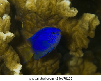 Damsel Fish