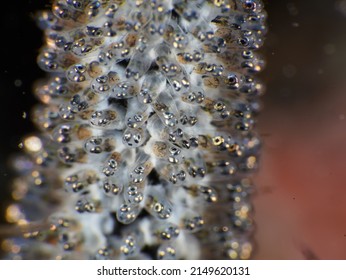 Damsel Fish Eggs In A Whip Coral