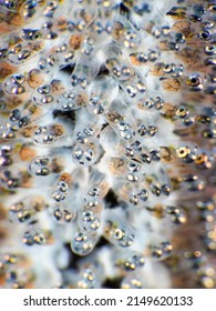 Damsel Fish Eggs In A Whip Coral