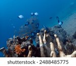 Damsel fish at jelumenuk bay dive site, Amed, Bali (2024).