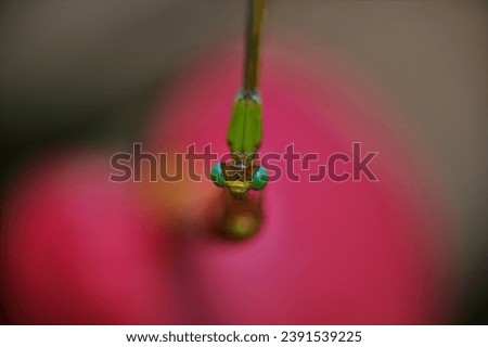 Damsel fly on an Anthurium flower - macro photography.