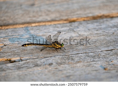 Damsel Fly on a Dock