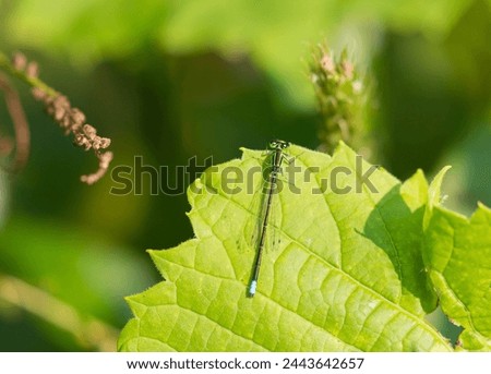 Damsel fly on a leaf
