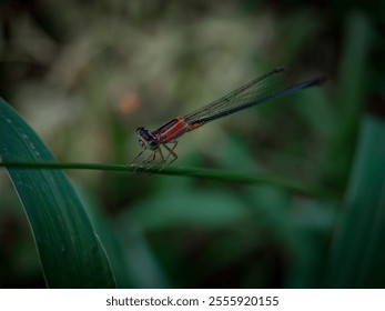 Damselfies, a type of small dragonfly with orange color from indonesia. Perch and rest on the grass with a natural bokeh background. - Powered by Shutterstock