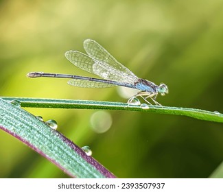 Damselfies, a type of small dragonfly, perch and rest on the grass with a natural bokeh background  - Powered by Shutterstock