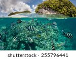 Damselfish swim in shallow water in Palau