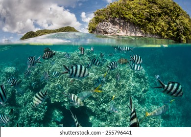 Damselfish swim in shallow water in Palau's inner lagoon. Palau is known for its beautiful rock islands, prolific marine life, and world class scuba diving and snorkeling.