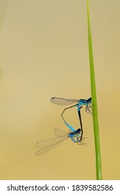 
Damselflies Copulation On Yellow Background