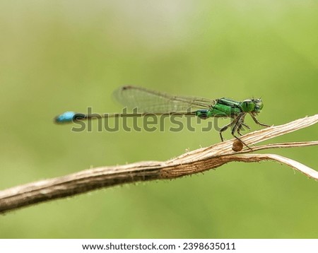 Damselflies are flying insects of the suborder Zygoptera in the order Odonata. Ischnura senegalensis, also known variously as common bluetail, marsh bluetail, ubiquitous bluetail, African bluetail.