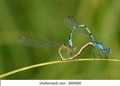Dragonfly nude photos