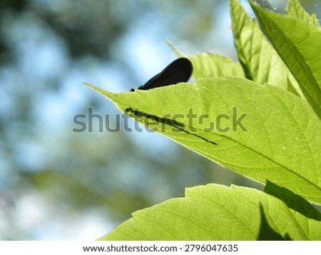 A damselfly alights on a leaf casting a shadow on a sunny afternoon.