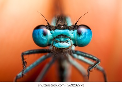 Damselfly close up portrait - Powered by Shutterstock