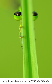 Damselfly Eyes Behind The Leaves