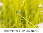 Damselfly HD, vibrant image of a blue damselfly within the British grasslands