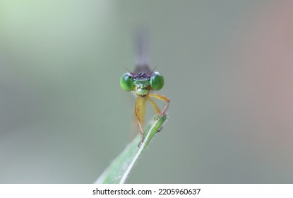 Damselfly Head Displaying Compound Eyes, Ocelli, Antennae, And Mouth Structures