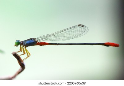 Damselfly Head Displaying Compound Eyes, Ocelli, Antennae, And Mouth Structures