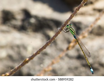 Damselfly insect bug on tree branch. 