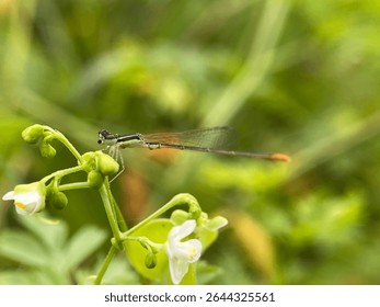 Damselfly, an insect from the suborder Zygoptera in the order Odonata