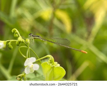 Damselfly, an insect from the suborder Zygoptera in the order Odonata