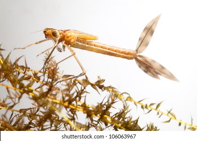 Damselfly Larvae Close Up Background With Copy Space