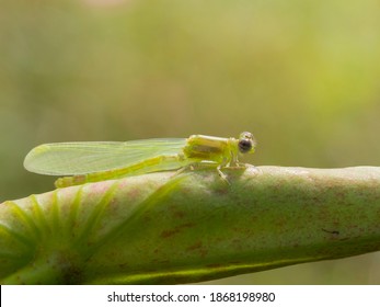 Damselfly Molting (after Nymph Stage)