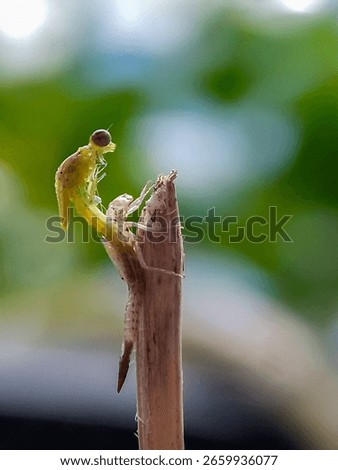 damselfly molting in the wild
