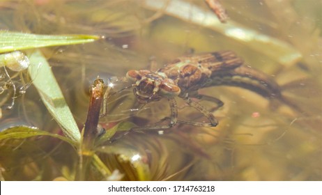 A Damselfly Nymph Beneath The Water's Surface.