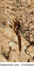 A Damselfly Nymph Climbing Up The Side Of A Lake.