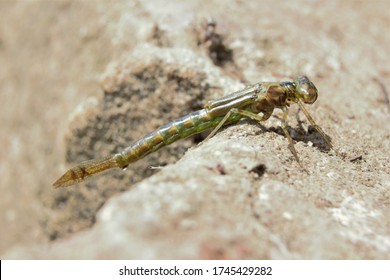 A Damselfly Nymph Climbing Up The Side Of A Lake.