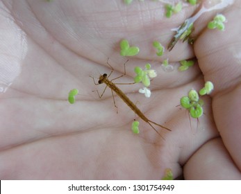 Damselfly Nymph Cupped In Hand With Duckweed