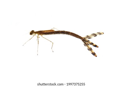 Damselfly Nymph Isolated On White Background