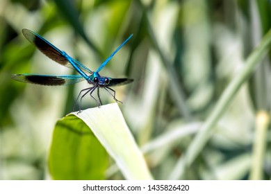 Damselfly On Blurred Background. The Calopterygidae 