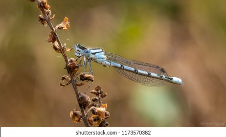 Damselfly On A Branch