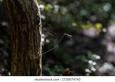 Damselfly on a Spiderweb by a Tree Trunk