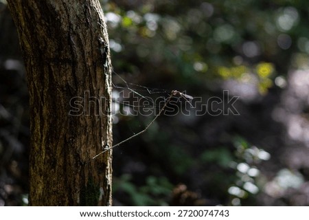 Damselfly on a Spiderweb by a Tree Trunk