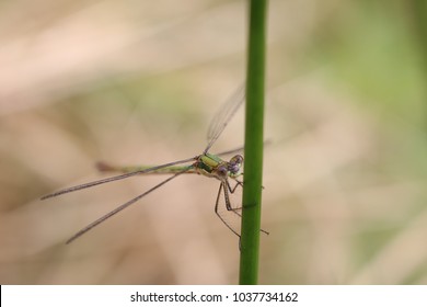 Damselfly perched on a stem