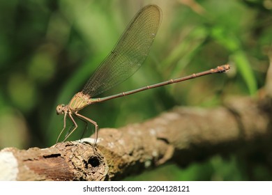 Damselfly Resting On A Branch 