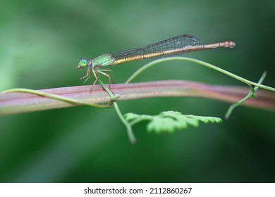 Damselfly Resting On A Leaf