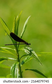 Damselfly Resting On A Leaf