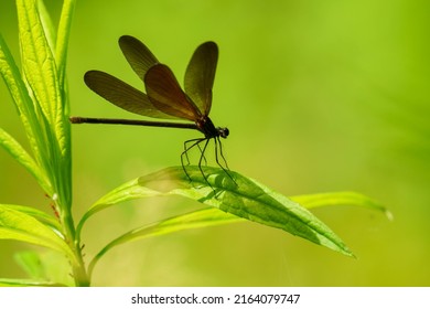 Damselfly Resting On A Leaf