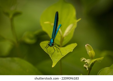 Damselfly Resting On A Leaf