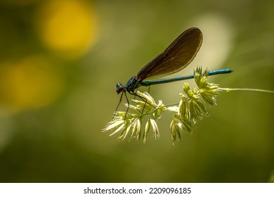 Damselfly Resting On A Leaf