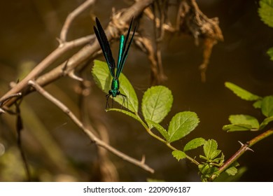 Damselfly Resting On A Leaf