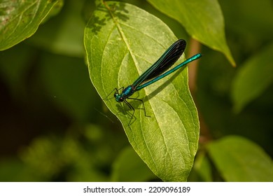 Damselfly Resting On A Leaf