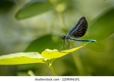 Damselfly Resting On A Leaf