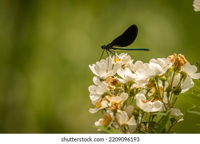 Damselfly Resting On A Leaf